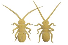 Orikanemushi II - OM011 Honeybee